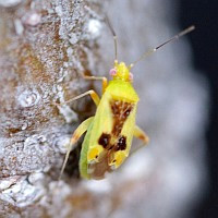 Reuteroscopus ornatus
