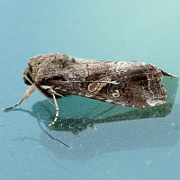 Spodoptera frugiperda