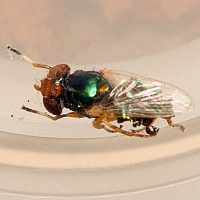 Physiphora clausa