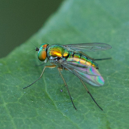 Condylostylus female
