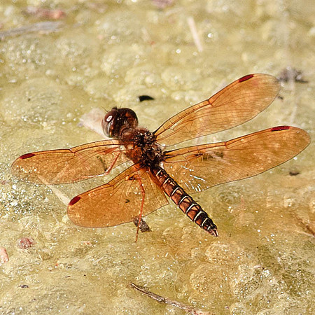Perithemis tenera