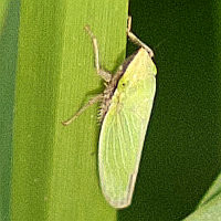 Draeculacephala zeae