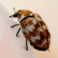 Anthrenus verbasci