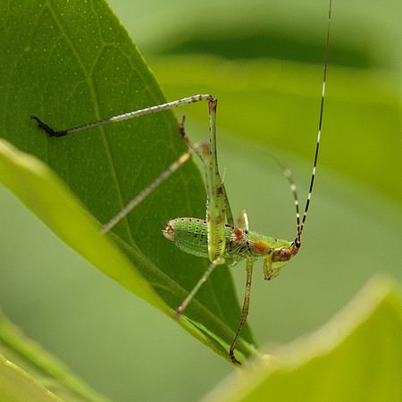 Scudderia