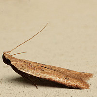 Dichomeris sp.