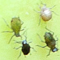 Aphis sp. 2