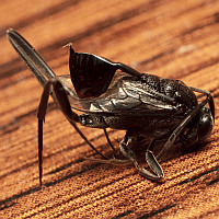 Evaniidae