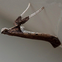 Caloptilia rhoifoliella