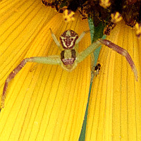 Mecaphesa sp4
