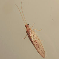 Micromus subanticus