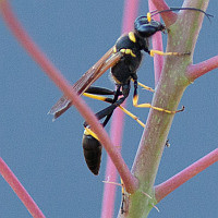 Sceliphron caementarium