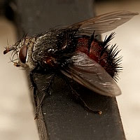Juriniopsis sp.