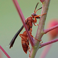 Polistes carolina or perplexus