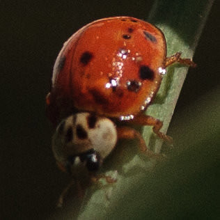 Harmonia axyridis