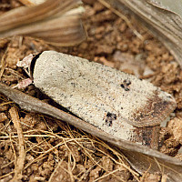 Anicla infecta adult