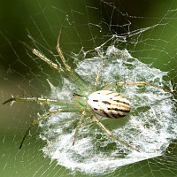Mangora gibberosa