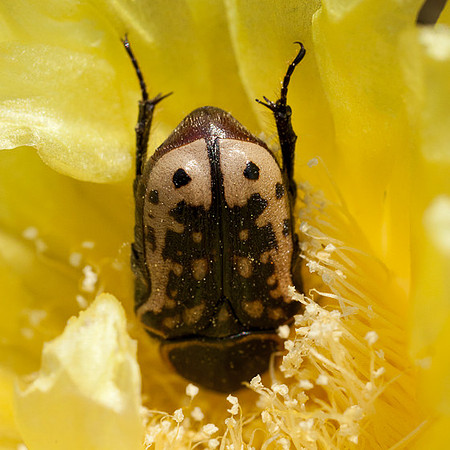 Euphoria kernii