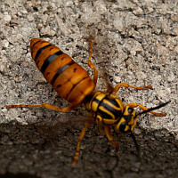 Vespula squamosa queen