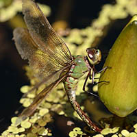 Anax junius
