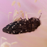Acmaeodera ornatoides