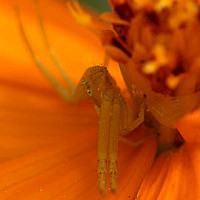 Thomisidae
