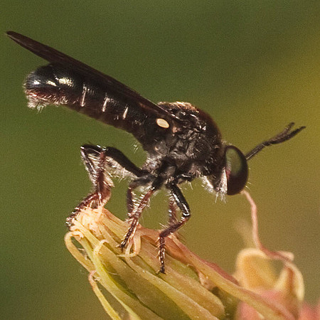 Cerotania albipilosa
