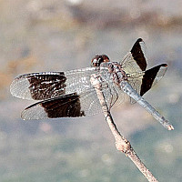 Erythrodiplax umbrata