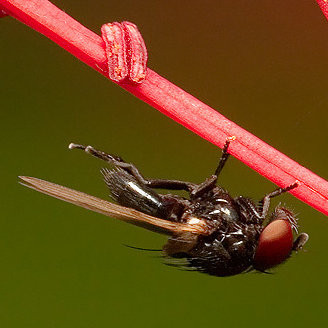 Lonchaeidae (Lance flies)