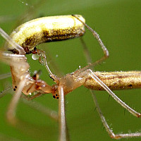 Tetragnatha series