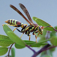 Polistes exclamans?
