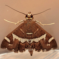 Spoladea recurvalis