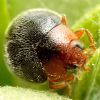 Scymnus sp.