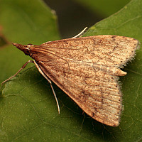 Udea rubigalis
