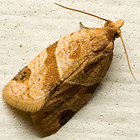 Clepsis peritana