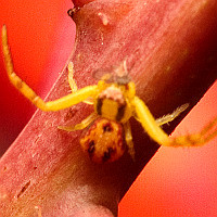 Mecaphesa sp3.