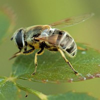Eristalis tenax