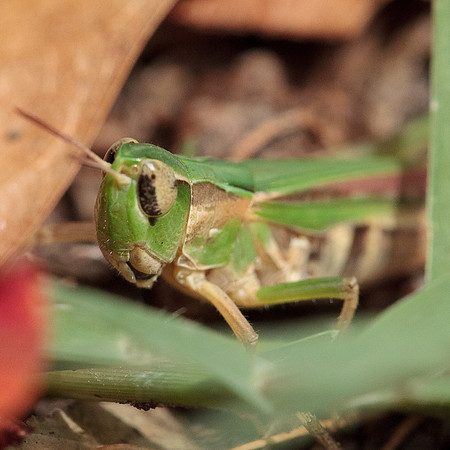 Orphulella speciosa