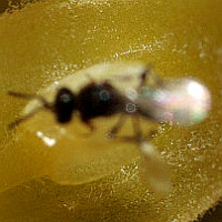 Chalcid