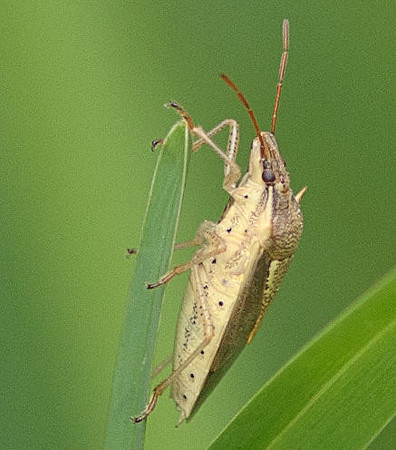 Oebalus pugnax