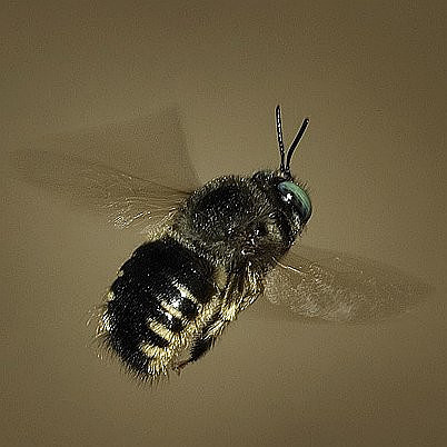 Xylocopa tabaniformis parkinsoniae (male)