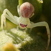 Mecaphesa sp5