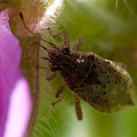 Arhyssus