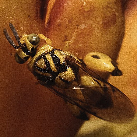 Conura sp