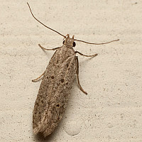 Gelechioidea sp.