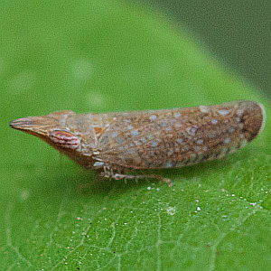 Scaphytopius latus