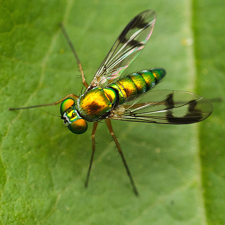 Condylostylus sipho group