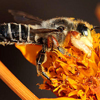 Megachile policaris (male)