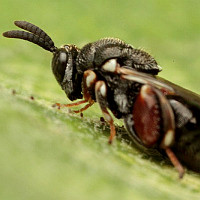 Brachymeria fonscolombei