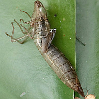 Dragonfly nymph shell