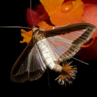 Diaphania hyalinata